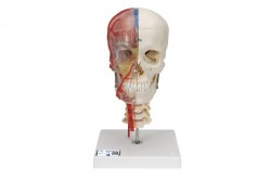 Model czaszki ludzkiej BONE, półprzezroczysty i półkostny, kompletny z mózgiem i kręgami - 3B Smart Anatomy - 1000064 [A283]